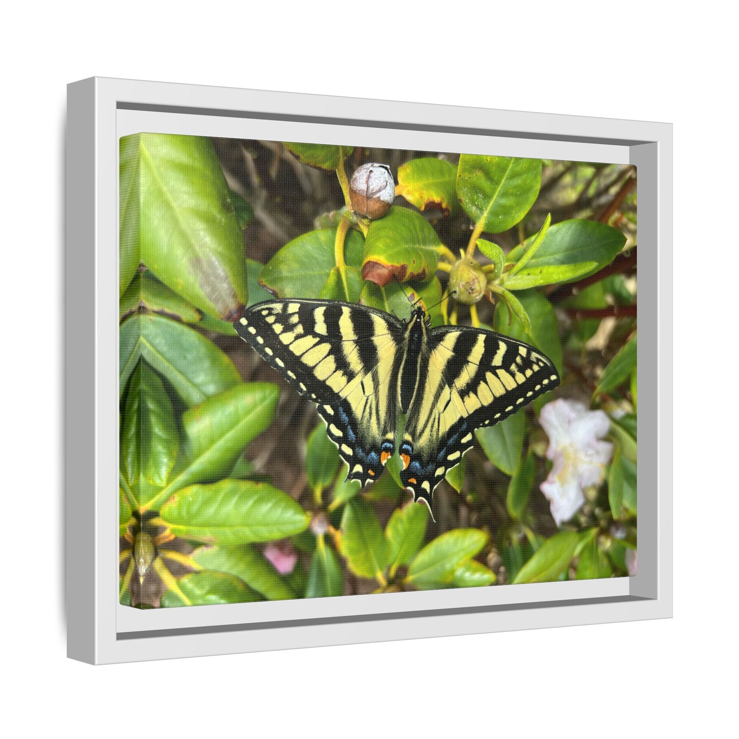 Canvas Print in Frame - Eastern Tiger Swallowtail Butterfly on Rhodie (original photograph by Kind River Studio)