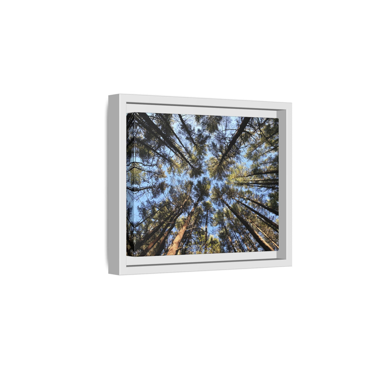 Forest Canopy Matte Canvas Framed Print (original photography by Kind River Studio)