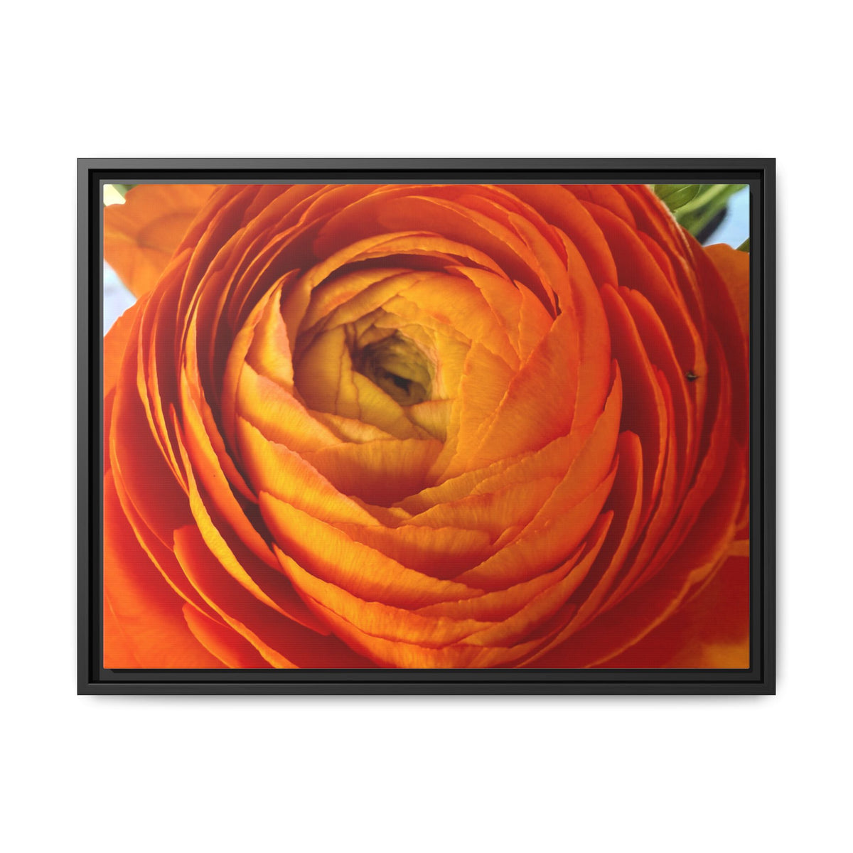 Orange Ranunculus Canvas Framed Print (original photograph by Kind River Studio)