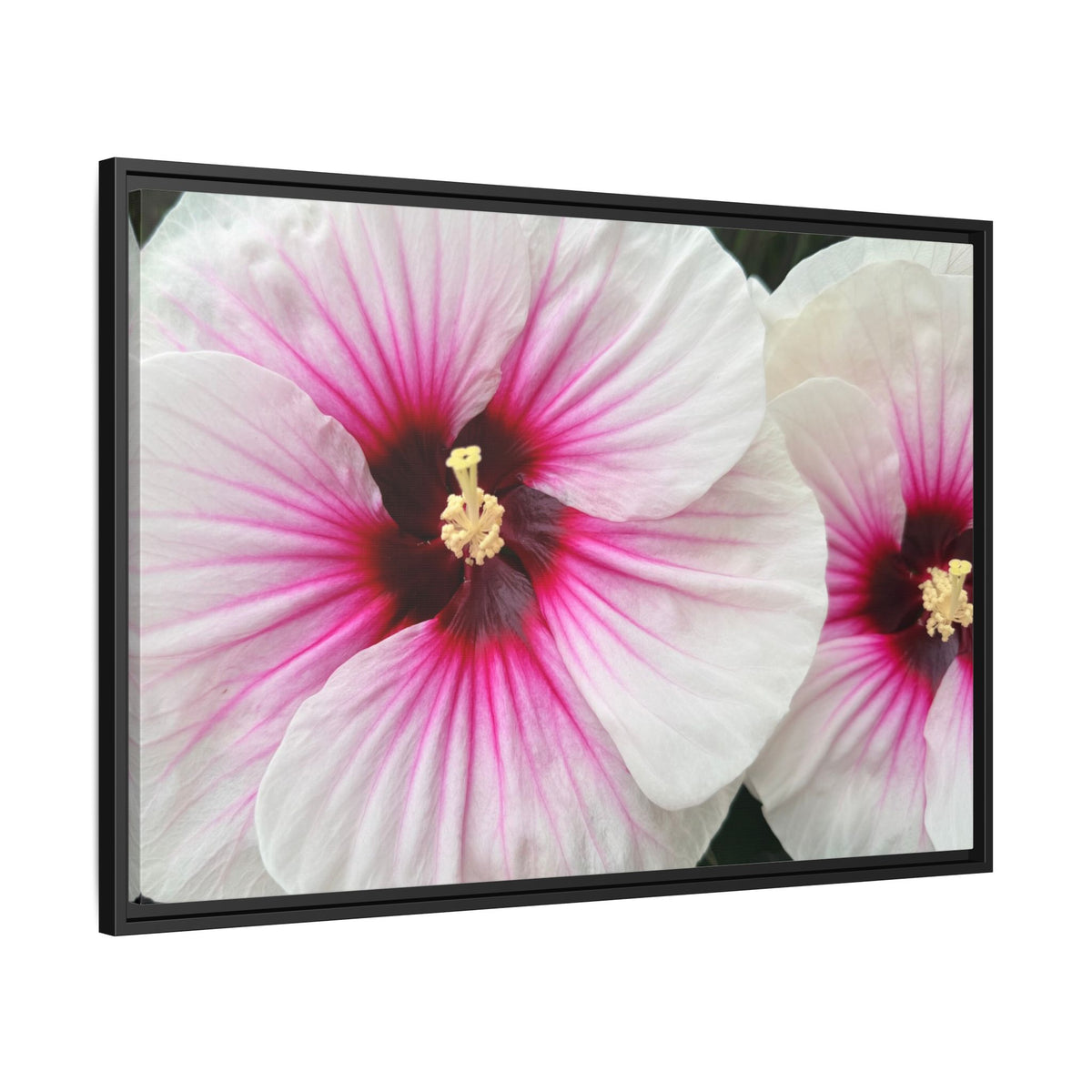 White Hibiscus Canvas Framed Print (original photograph by Kind River Studio)