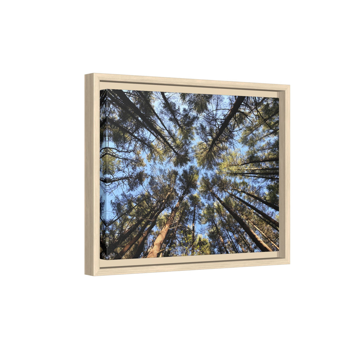 Forest Canopy Matte Canvas Framed Print (original photography by Kind River Studio)