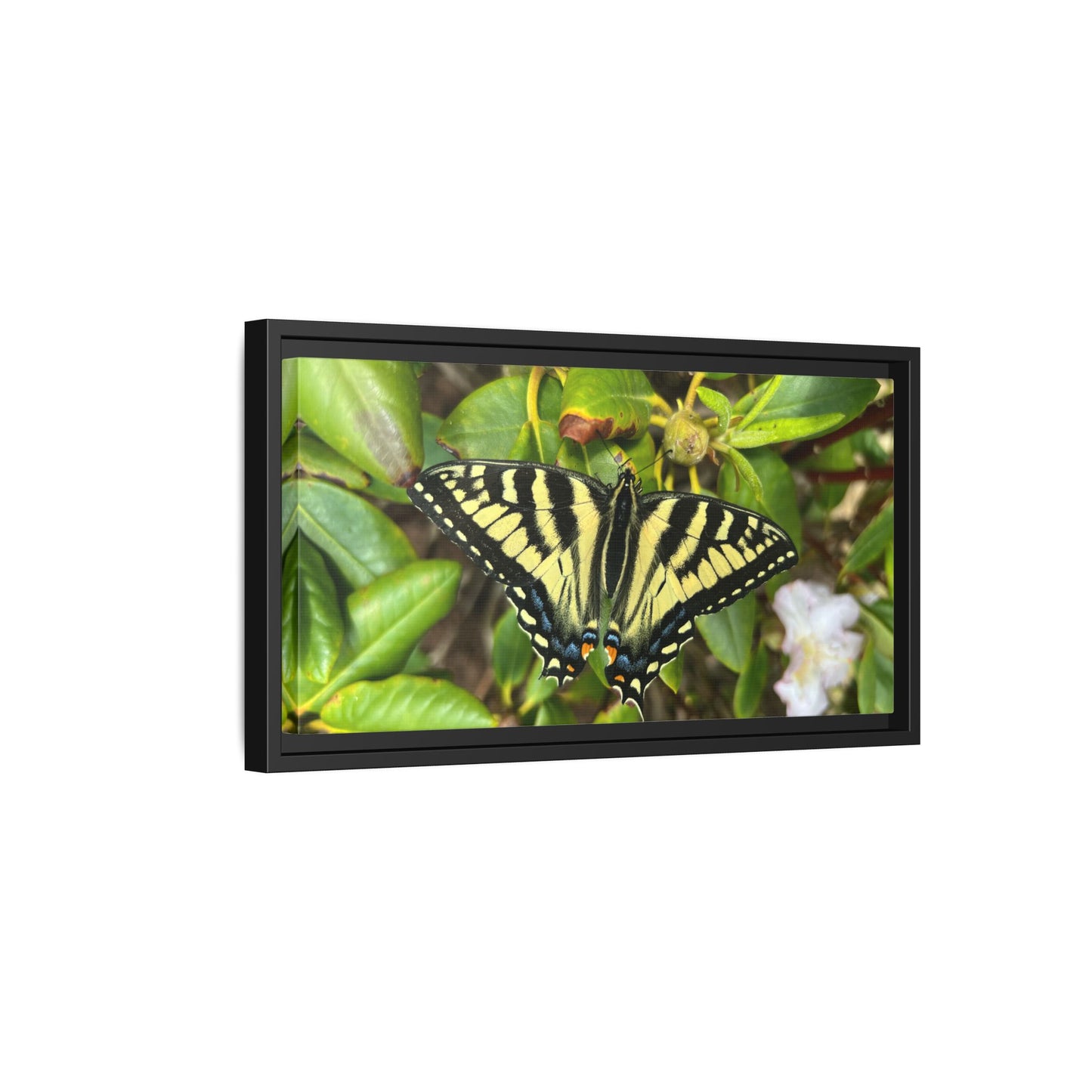 Canvas Print in Frame - Eastern Tiger Swallowtail Butterfly on Rhodie (original photograph by Kind River Studio)