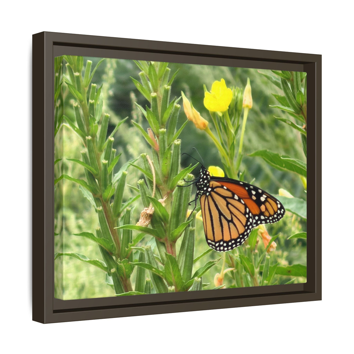 Monarch Butterfly on Wildflowers Canvas Framed Print (original photograph by Kind River Studio)