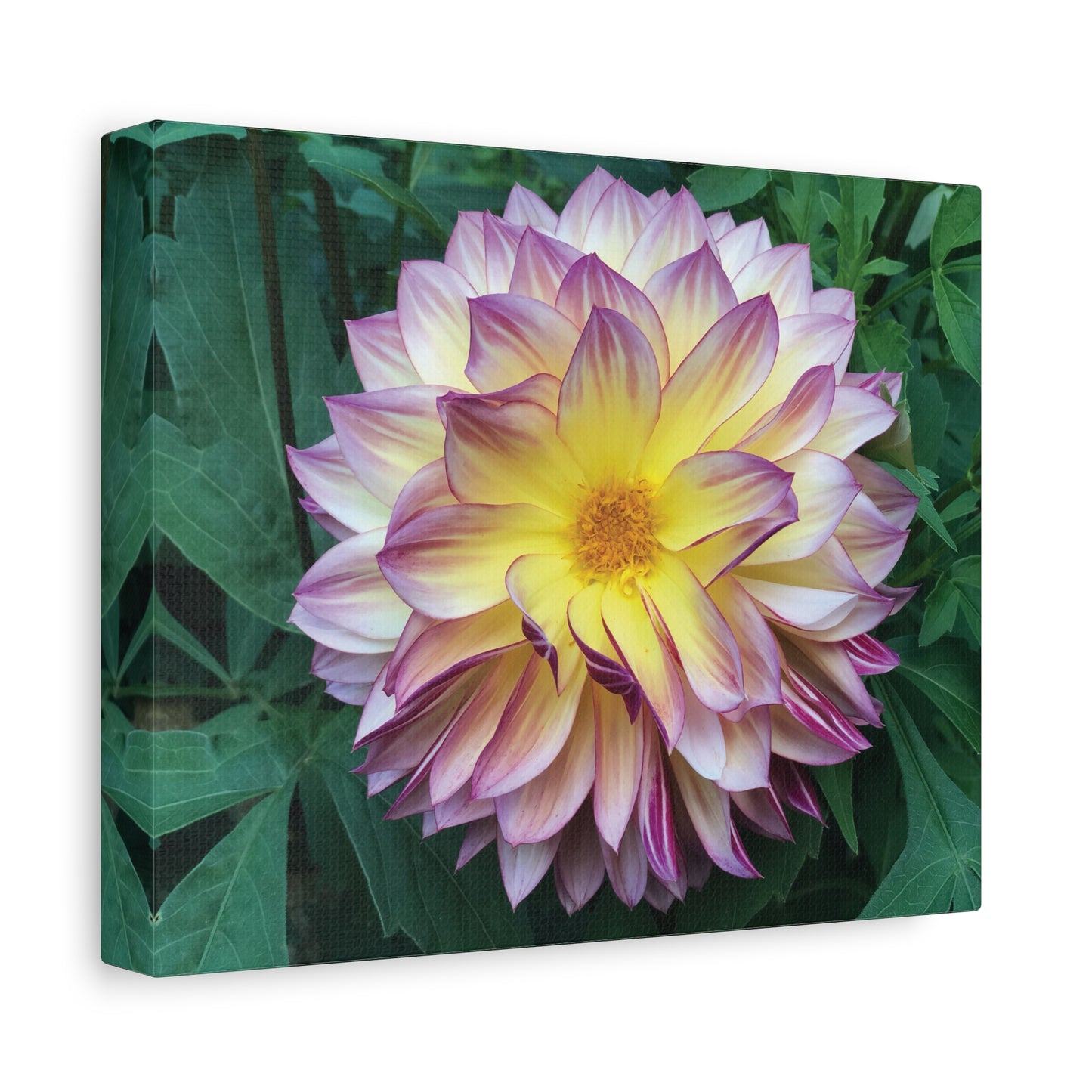 Pale Purple Dahlia Canvas Print (original photograph by Kind River Studio)