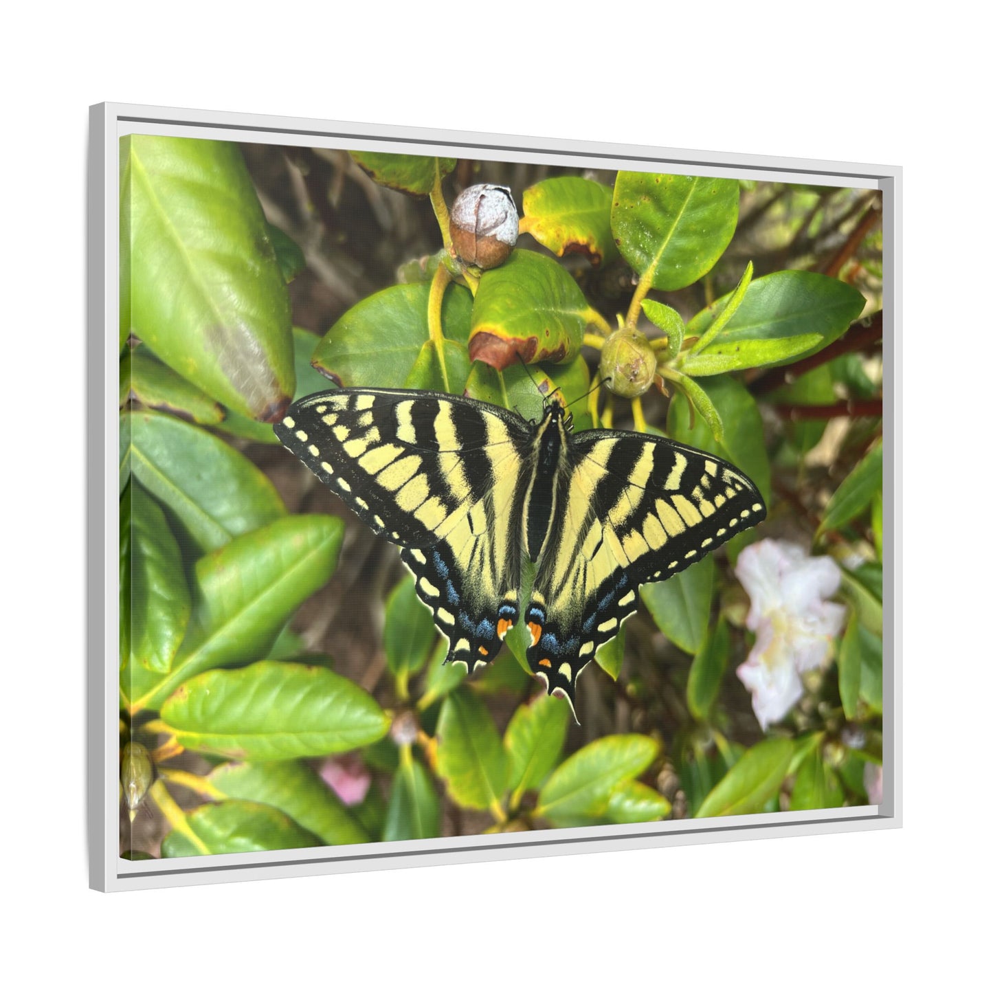 Canvas Print in Frame - Eastern Tiger Swallowtail Butterfly on Rhodie (original photograph by Kind River Studio)
