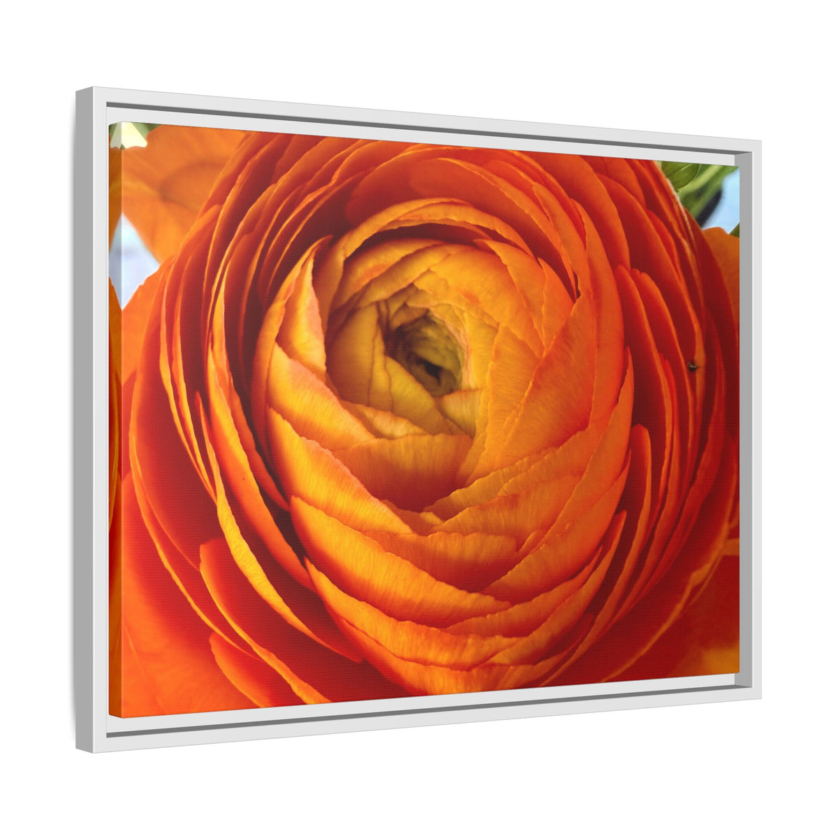 Orange Ranunculus Canvas Framed Print (original photograph by Kind River Studio)