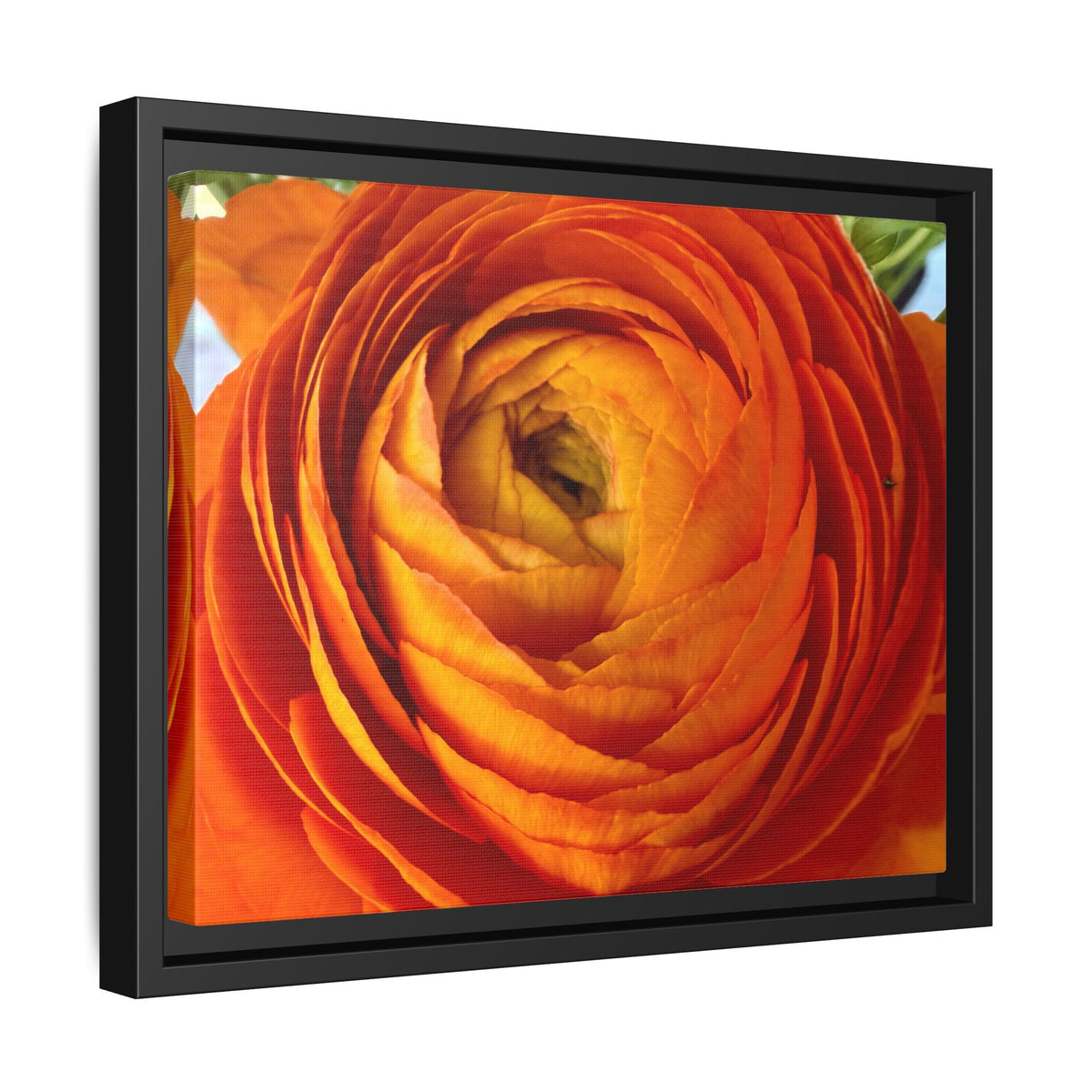 Orange Ranunculus Canvas Framed Print (original photograph by Kind River Studio)