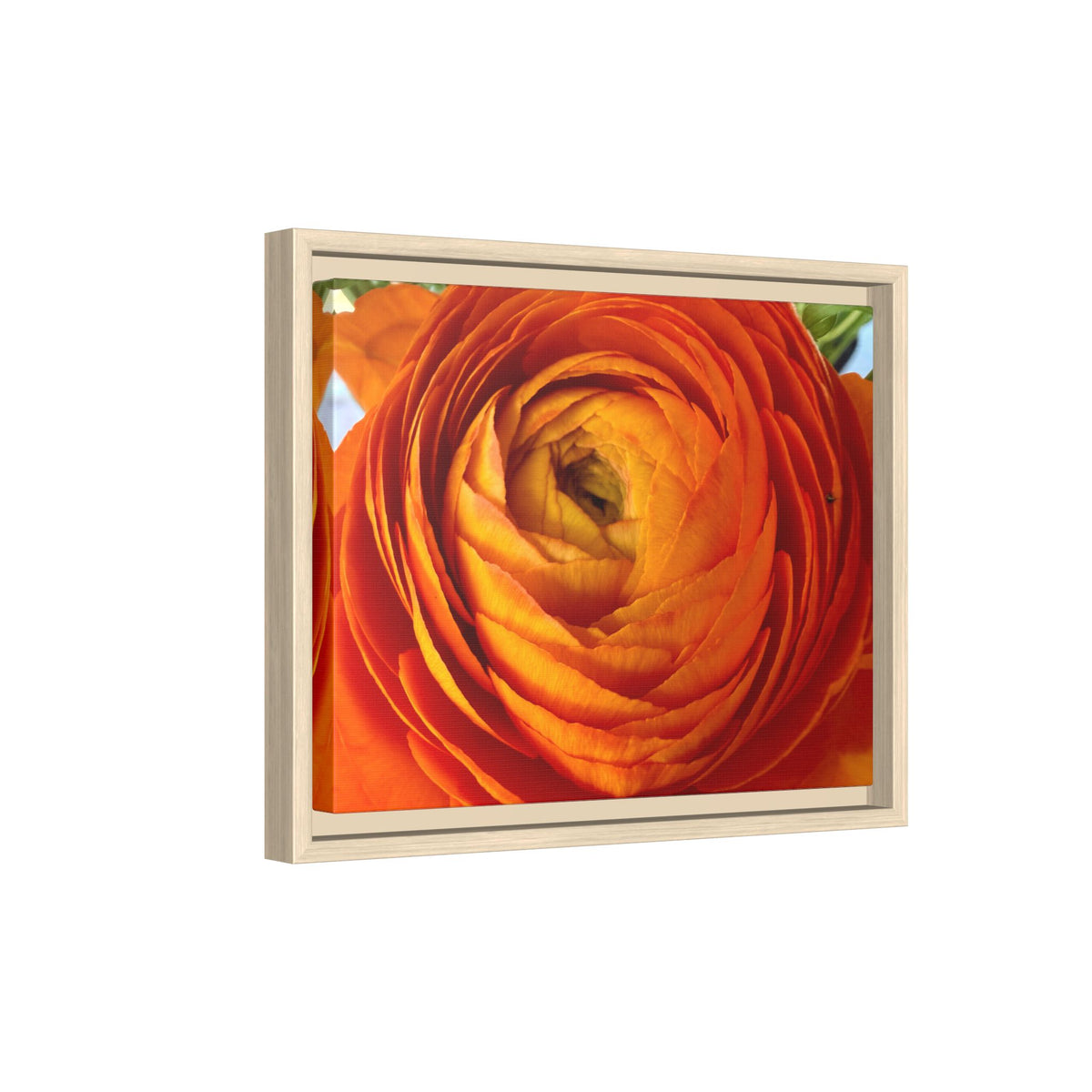 Orange Ranunculus Canvas Framed Print (original photograph by Kind River Studio)