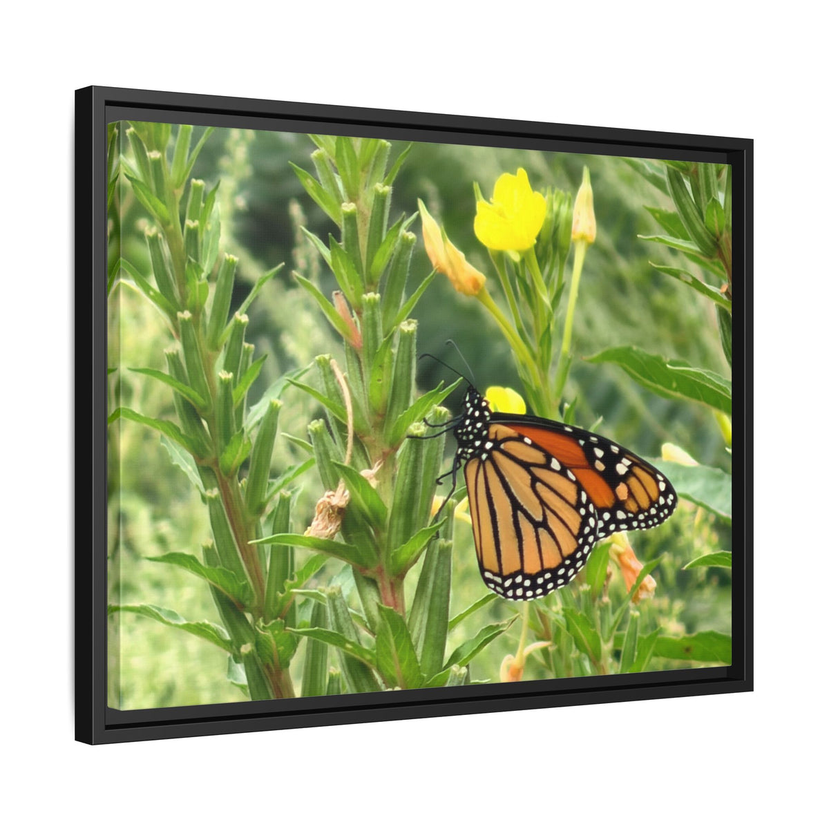 Monarch Butterfly on Wildflowers Canvas Framed Print (original photograph by Kind River Studio)