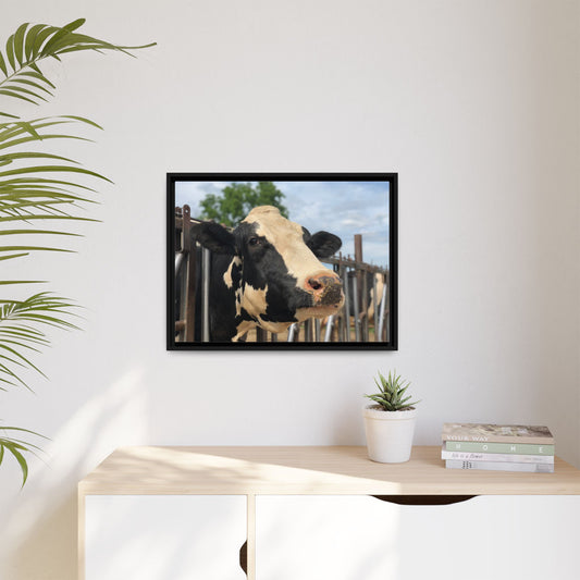 Canvas Print in Frame - Hello Holstein (original photograph by Kind River Studio)