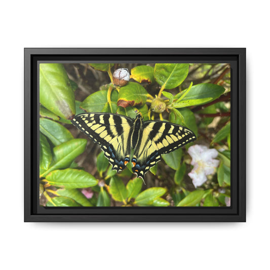 Canvas Print in Frame - Eastern Tiger Swallowtail Butterfly on Rhodie (original photograph by Kind River Studio)