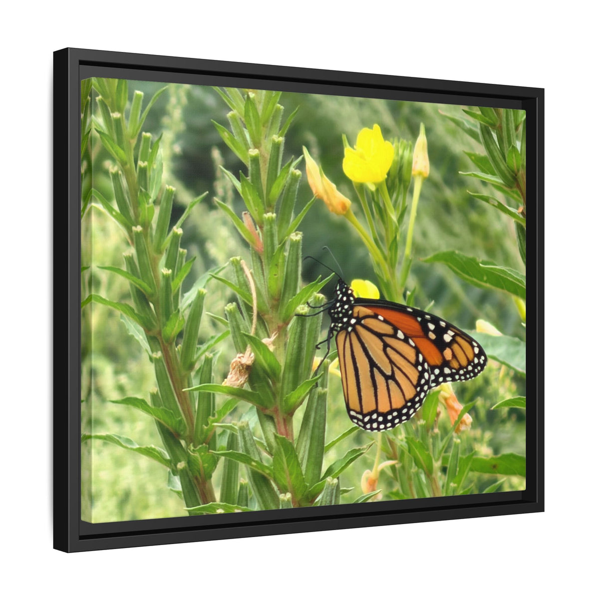 Monarch Butterfly on Wildflowers Canvas Framed Print (original photograph by Kind River Studio)