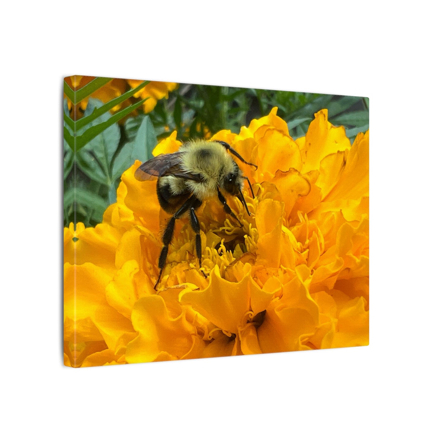 Canvas Print - Bee on Marigold MA (original photograph by Kind River Studio)