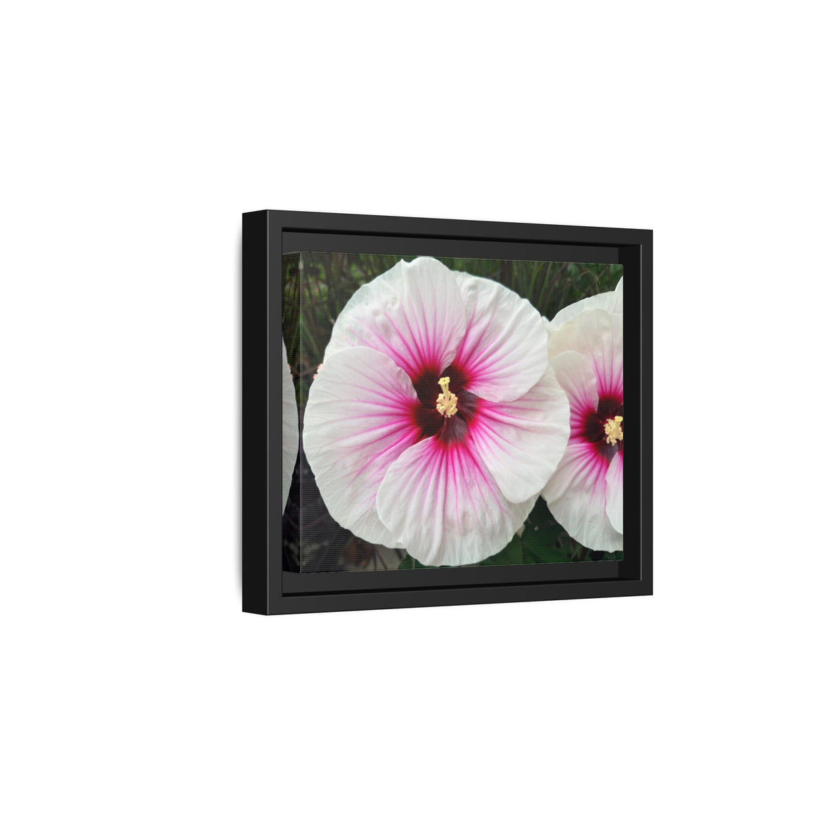White Hibiscus Canvas Framed Print (original photograph by Kind River Studio)