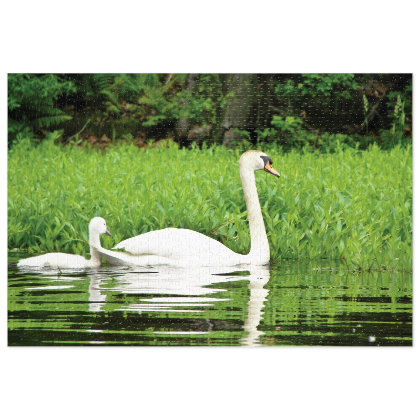White Swans Jigsaw Puzzle