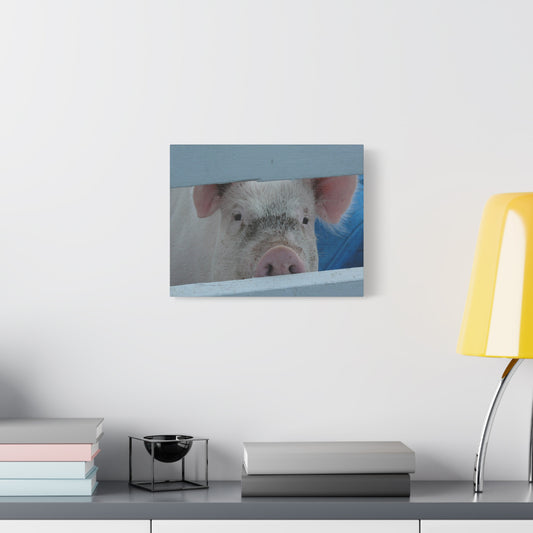 Canvas Print - Peekaboo Pig (original photograph by Kind River Studio)