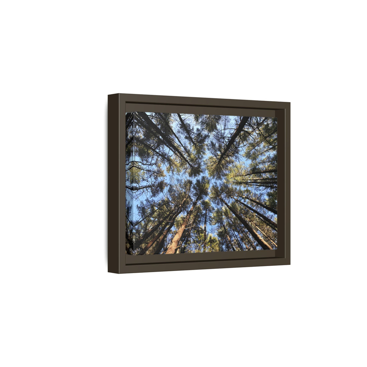 Forest Canopy Matte Canvas Framed Print (original photography by Kind River Studio)