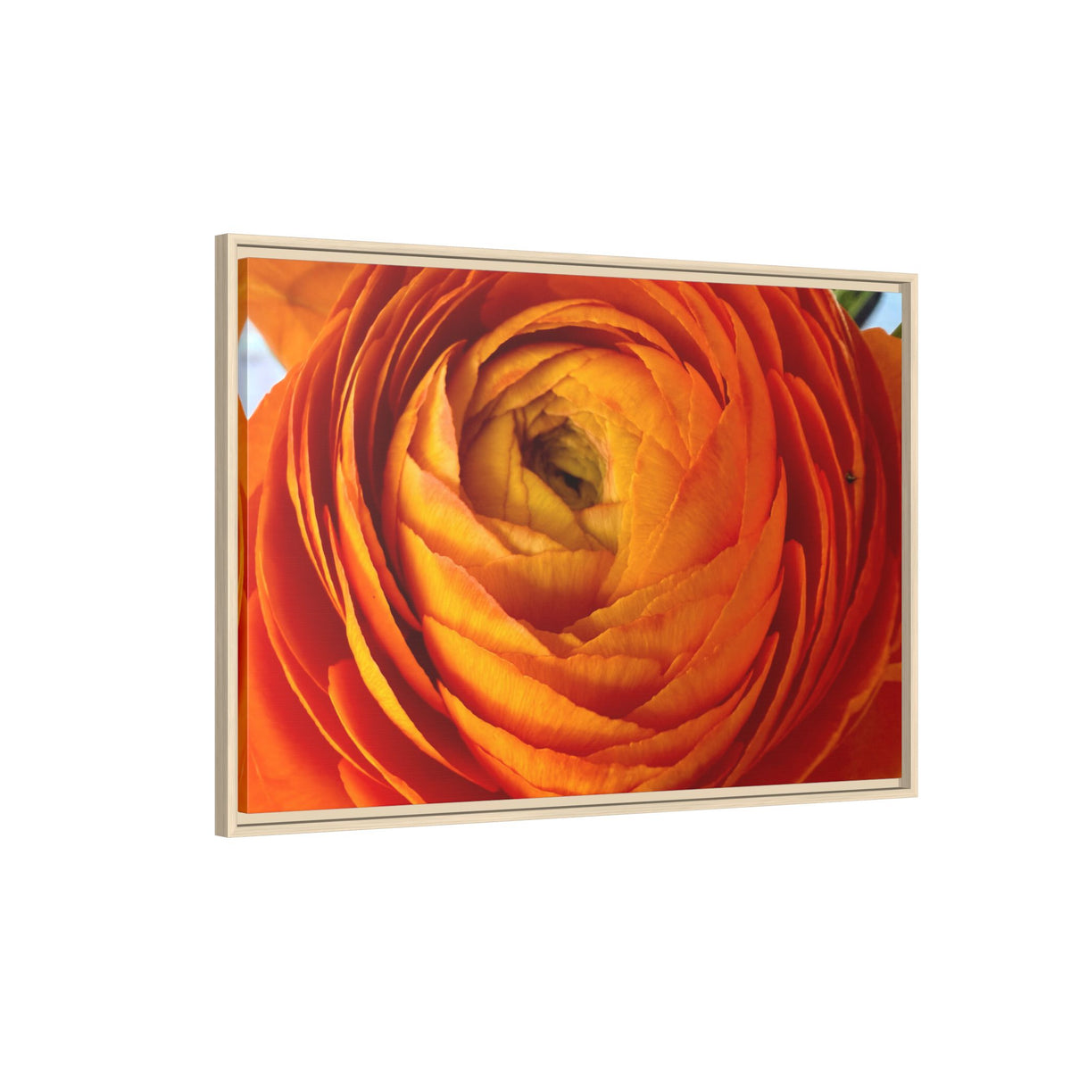 Orange Ranunculus Canvas Framed Print (original photograph by Kind River Studio)