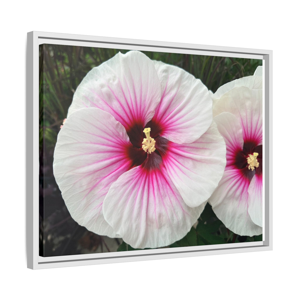 White Hibiscus Canvas Framed Print (original photograph by Kind River Studio)