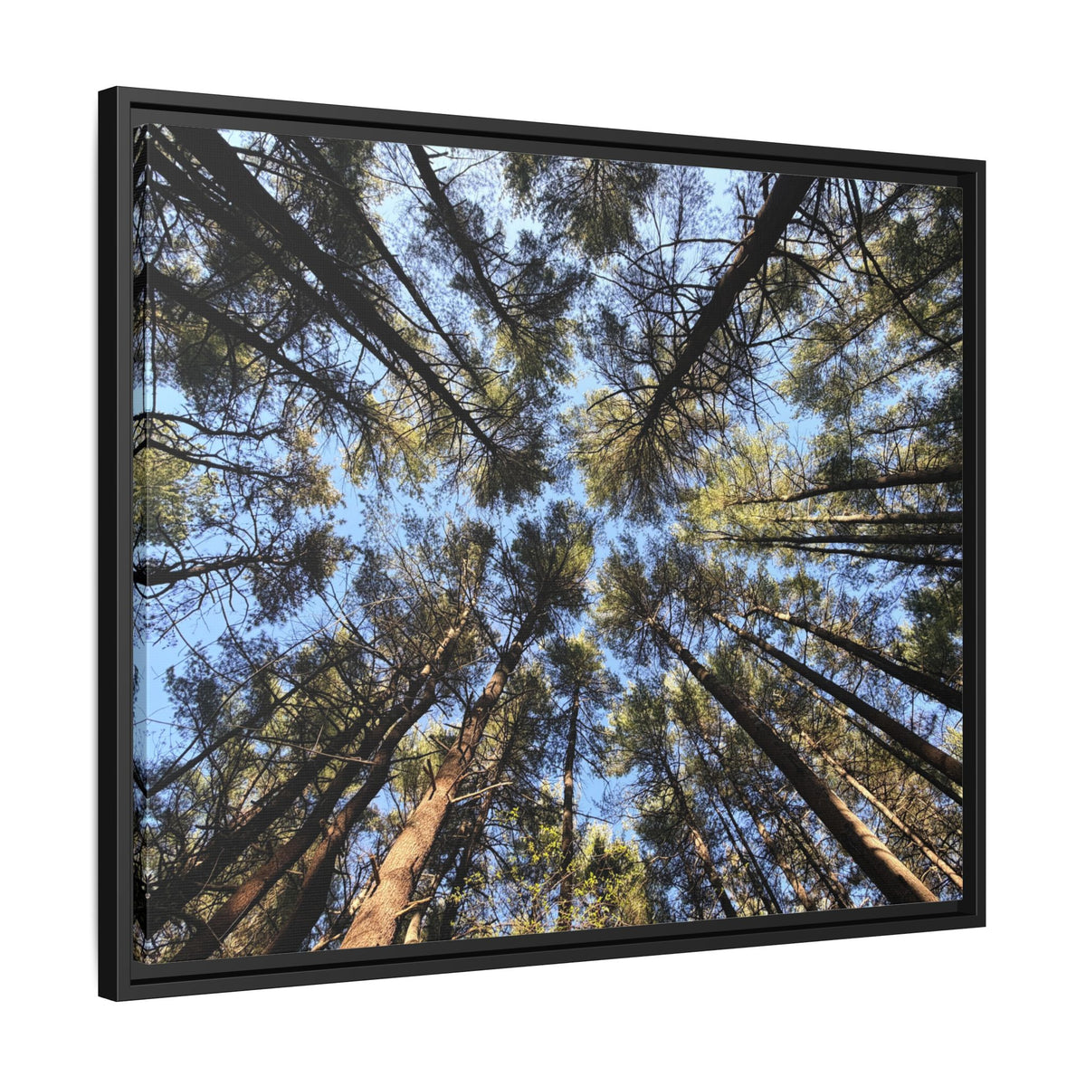 Forest Canopy Matte Canvas Framed Print (original photography by Kind River Studio)