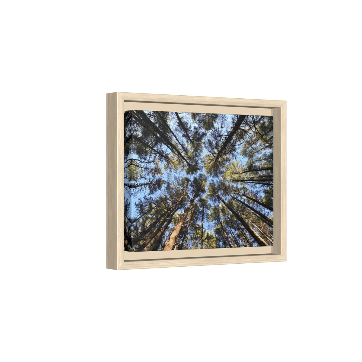 Forest Canopy Matte Canvas Framed Print (original photography by Kind River Studio)