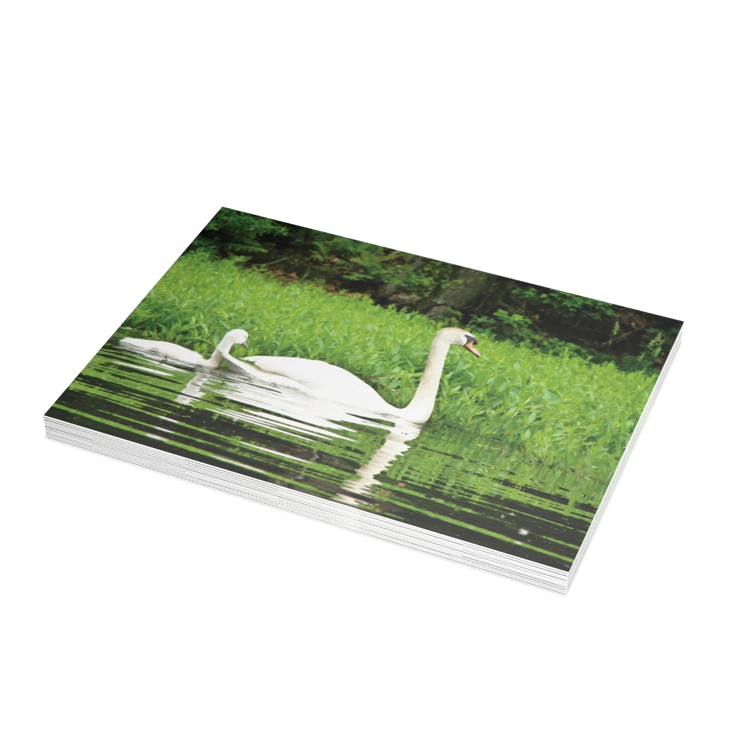 Note Cards | Set of 10 - Swans (original photograph by Kind River Studio)
