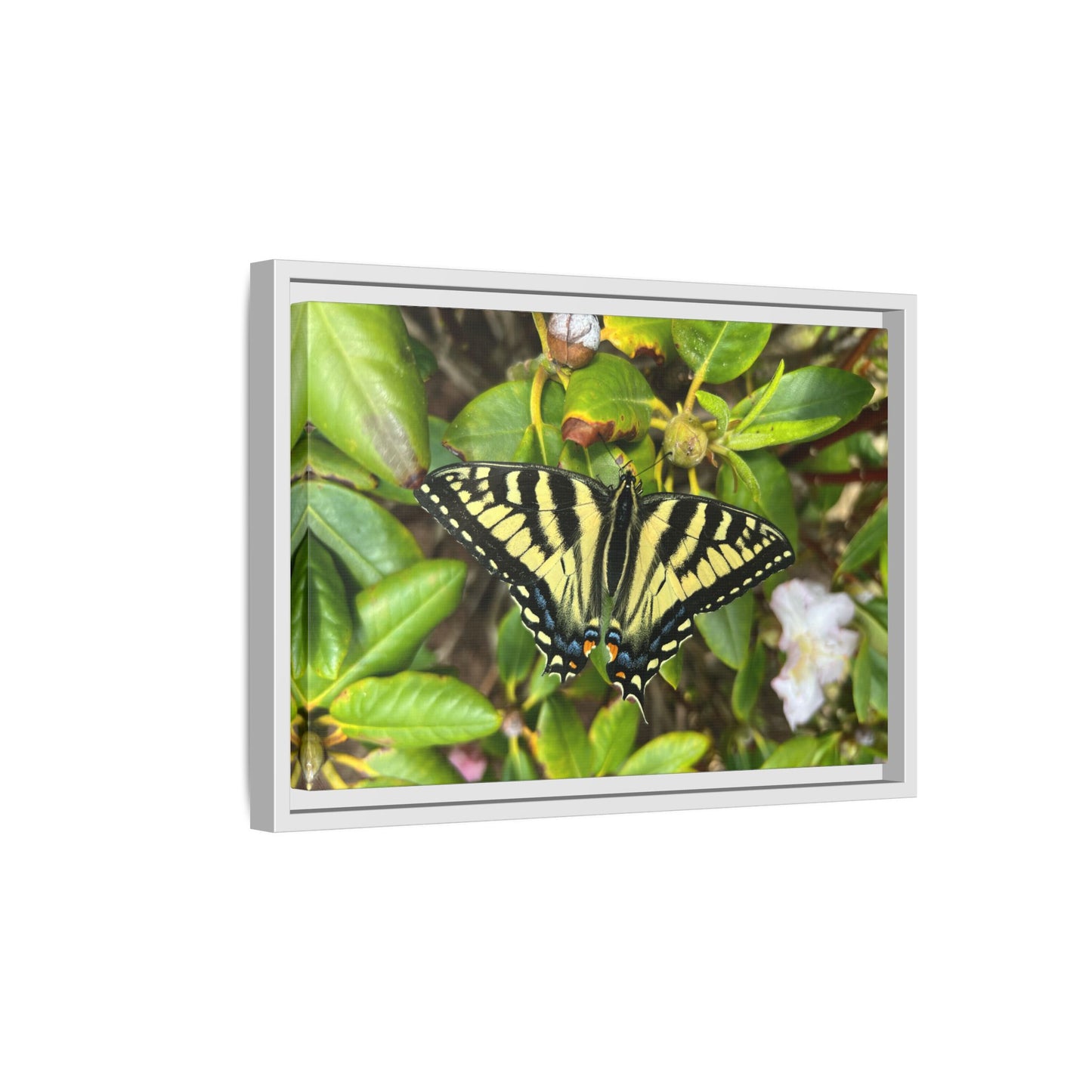 Canvas Print in Frame - Eastern Tiger Swallowtail Butterfly on Rhodie (original photograph by Kind River Studio)