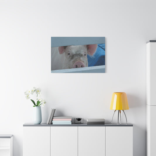 Canvas Print - Peekaboo Pig (original photograph by Kind River Studio)