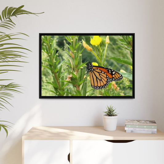 Monarch Butterfly on Wildflowers Canvas Framed Print (original photograph by Kind River Studio)