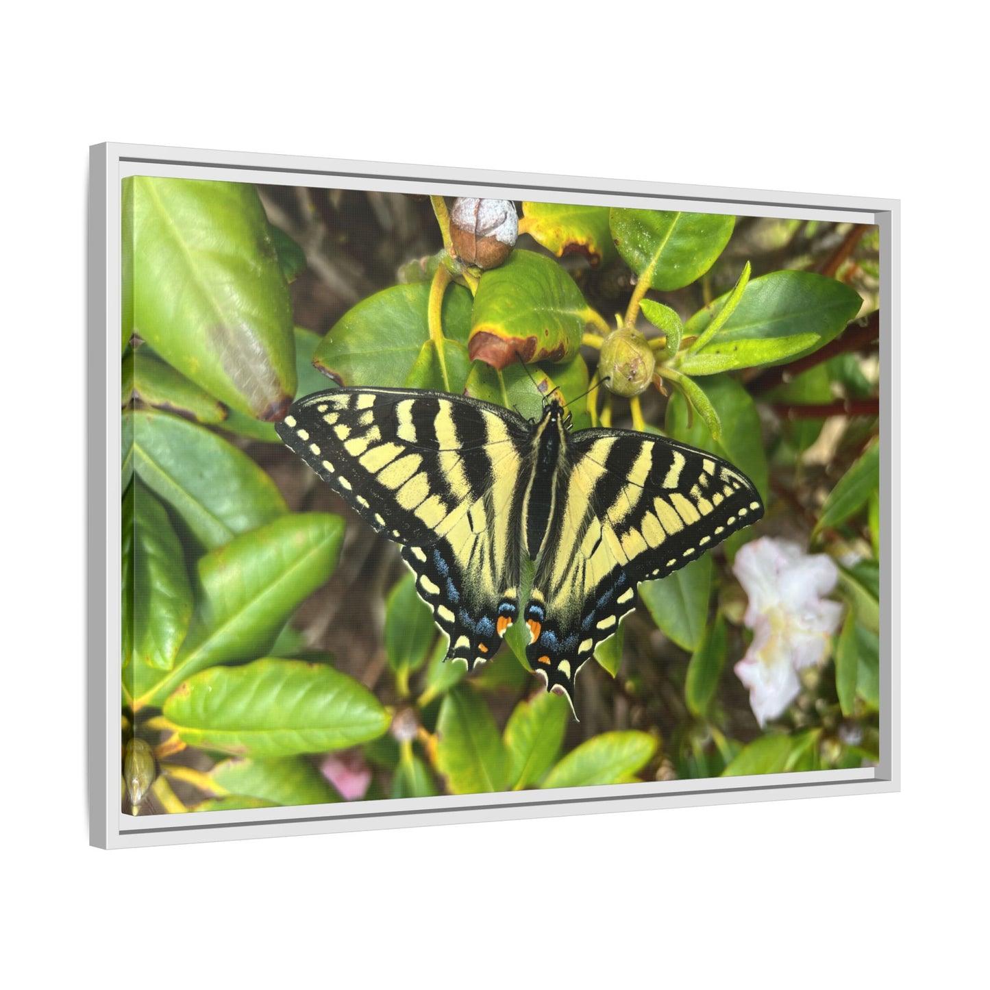 Canvas Print in Frame - Eastern Tiger Swallowtail Butterfly on Rhodie (original photograph by Kind River Studio)
