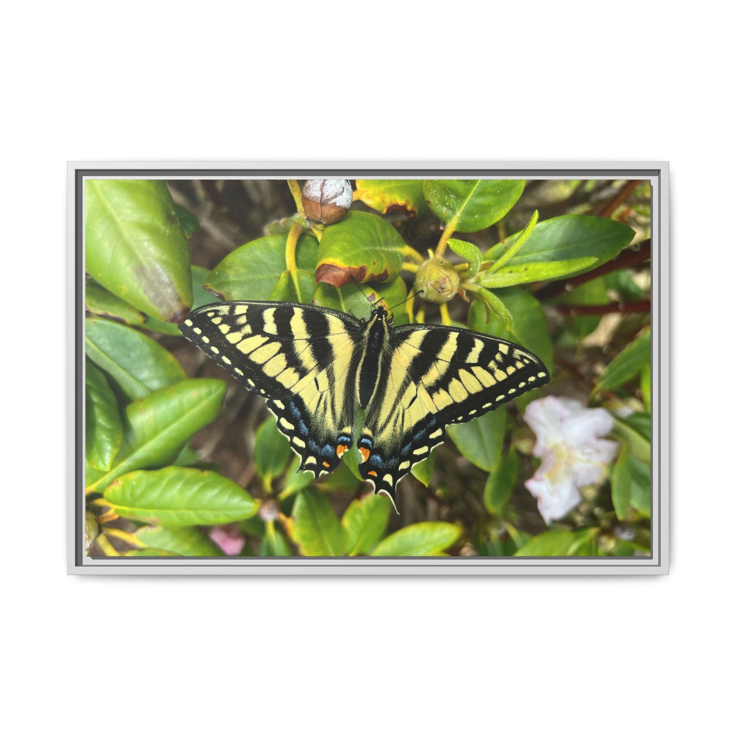 Canvas Print in Frame - Eastern Tiger Swallowtail Butterfly on Rhodie (original photograph by Kind River Studio)