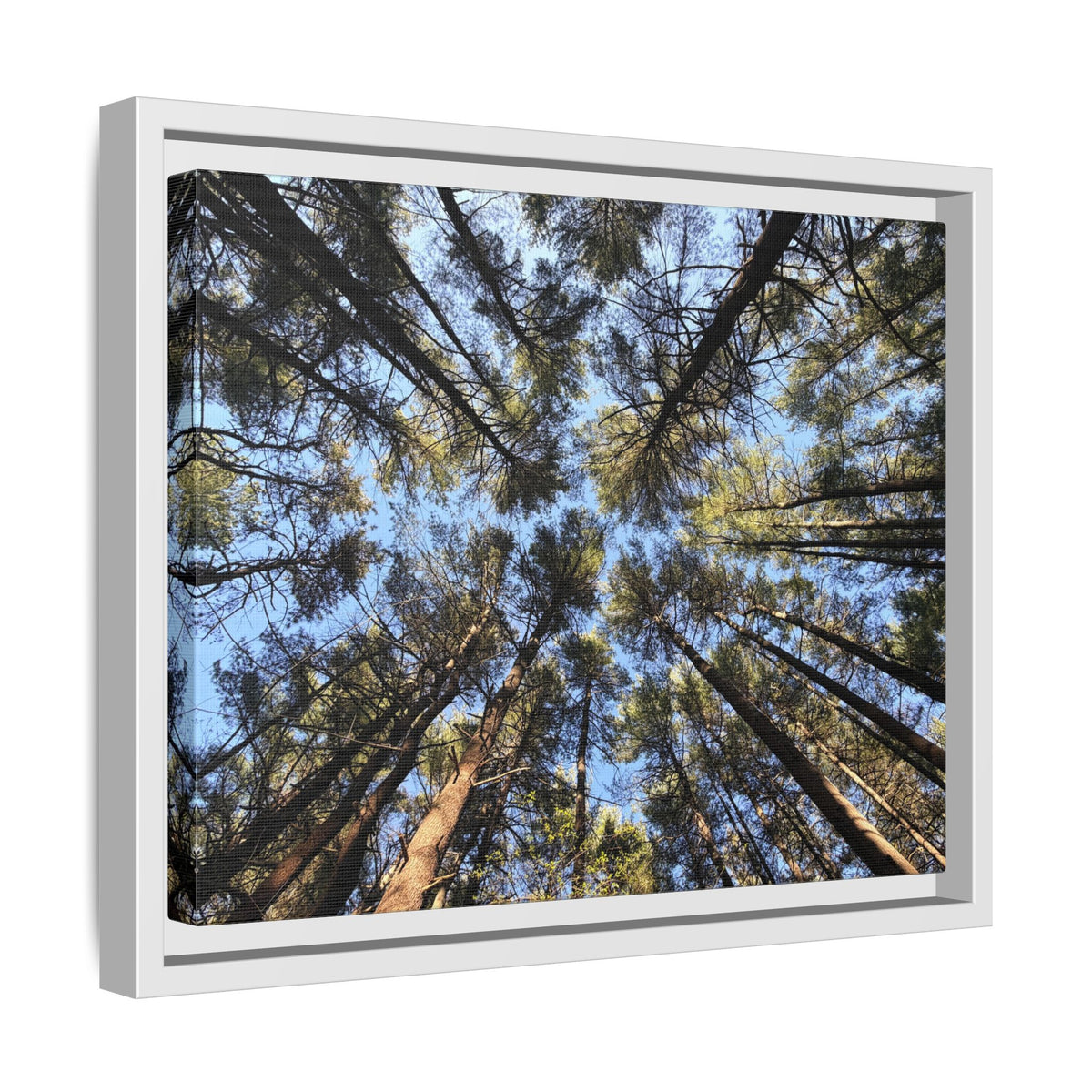 Forest Canopy Matte Canvas Framed Print (original photography by Kind River Studio)