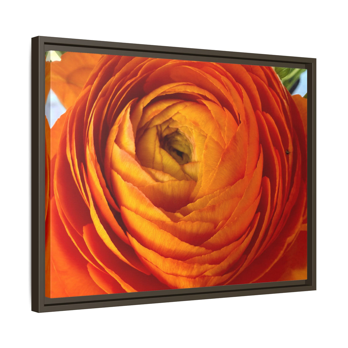 Orange Ranunculus Canvas Framed Print (original photograph by Kind River Studio)