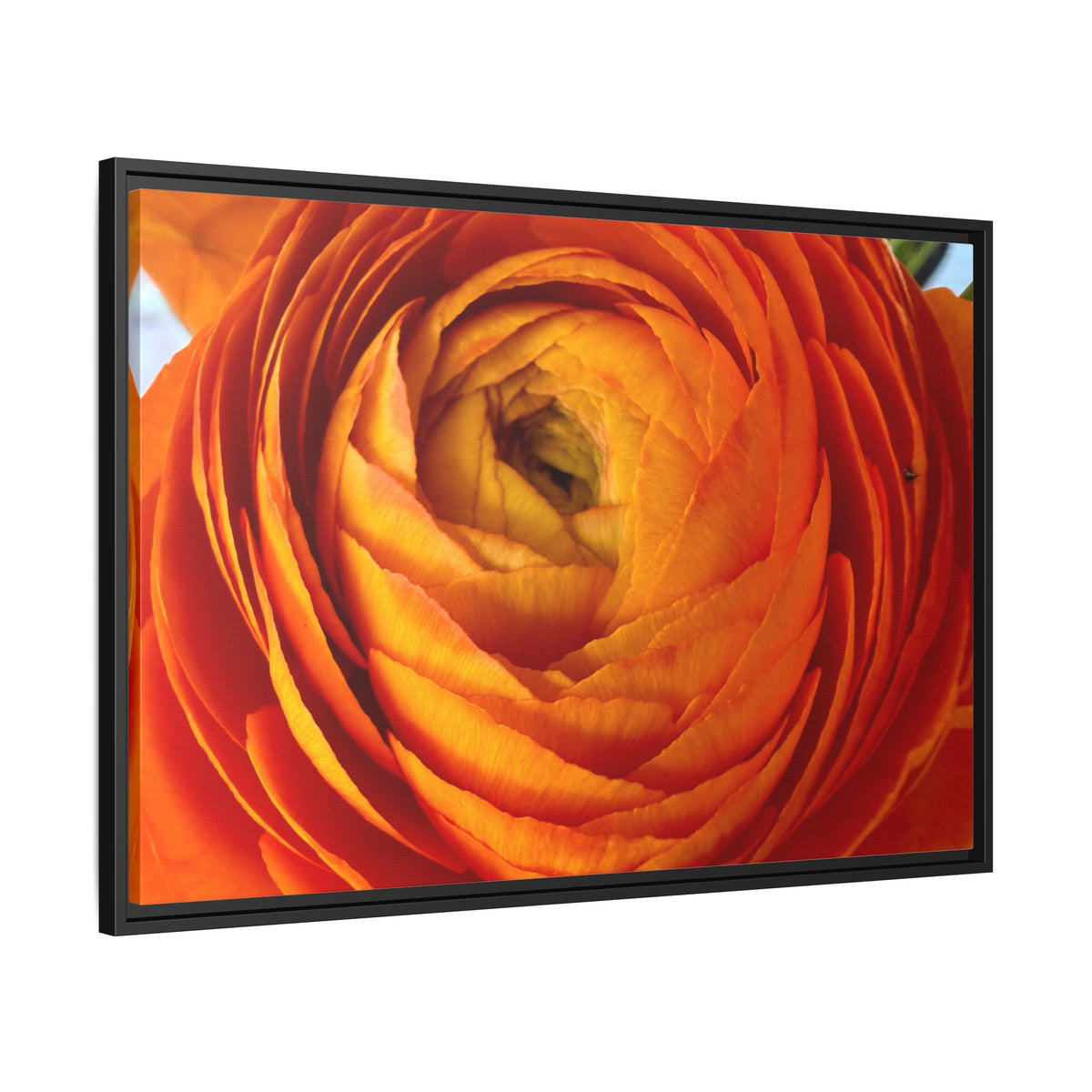 Orange Ranunculus Canvas Framed Print (original photograph by Kind River Studio)