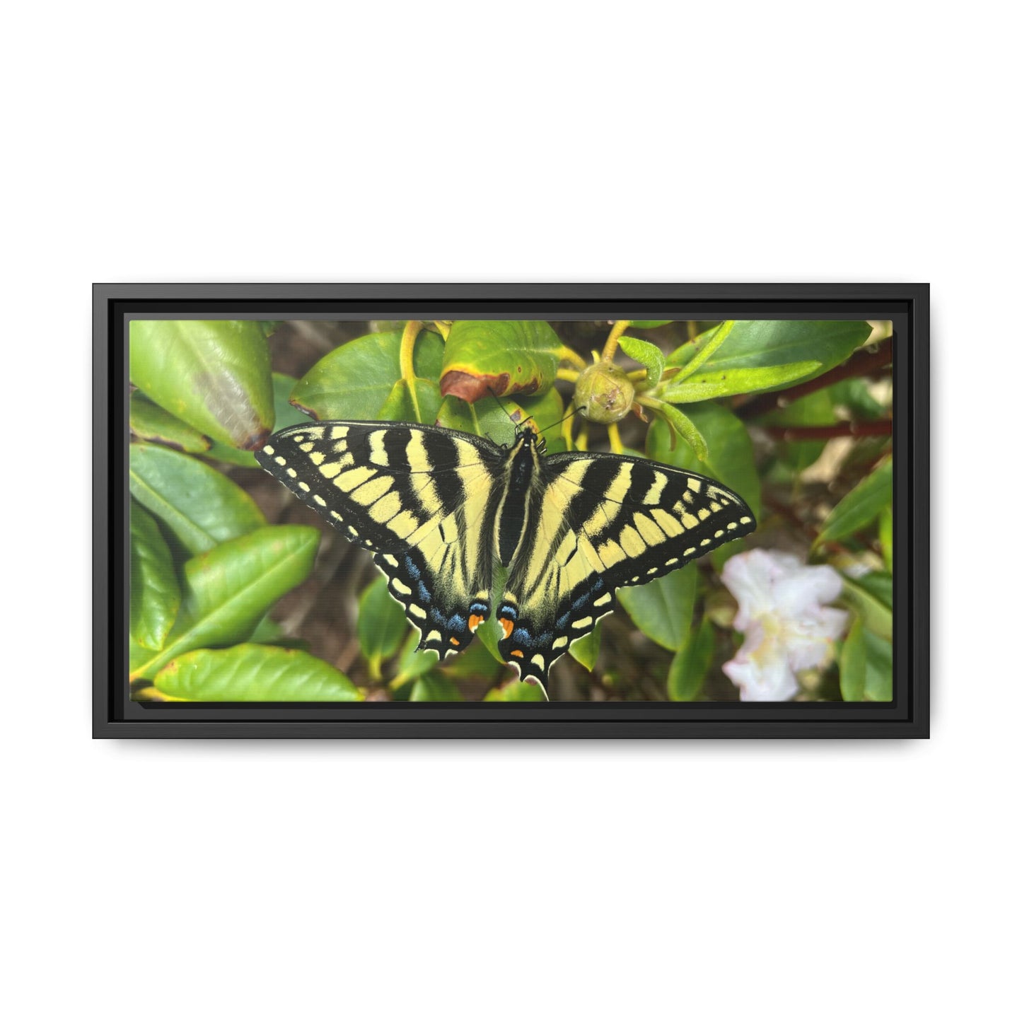 Canvas Print in Frame - Eastern Tiger Swallowtail Butterfly on Rhodie (original photograph by Kind River Studio)