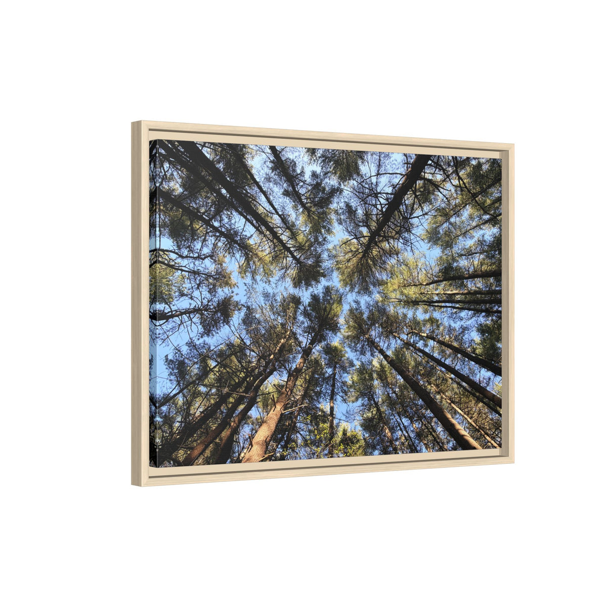 Forest Canopy Matte Canvas Framed Print (original photography by Kind River Studio)
