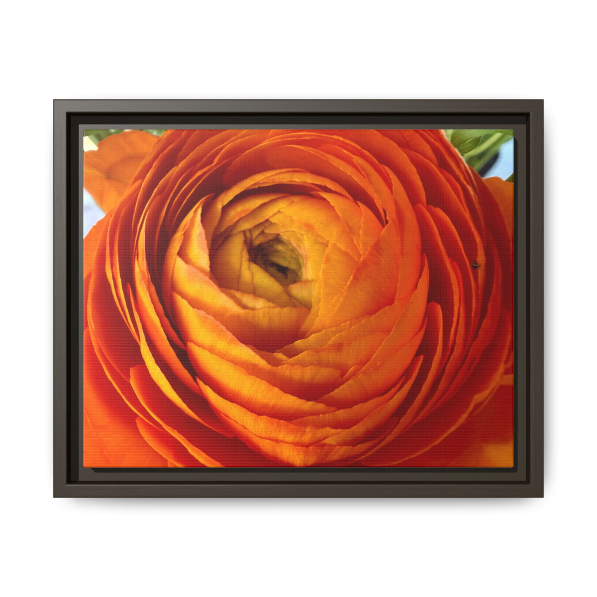 Orange Ranunculus Canvas Framed Print (original photograph by Kind River Studio)