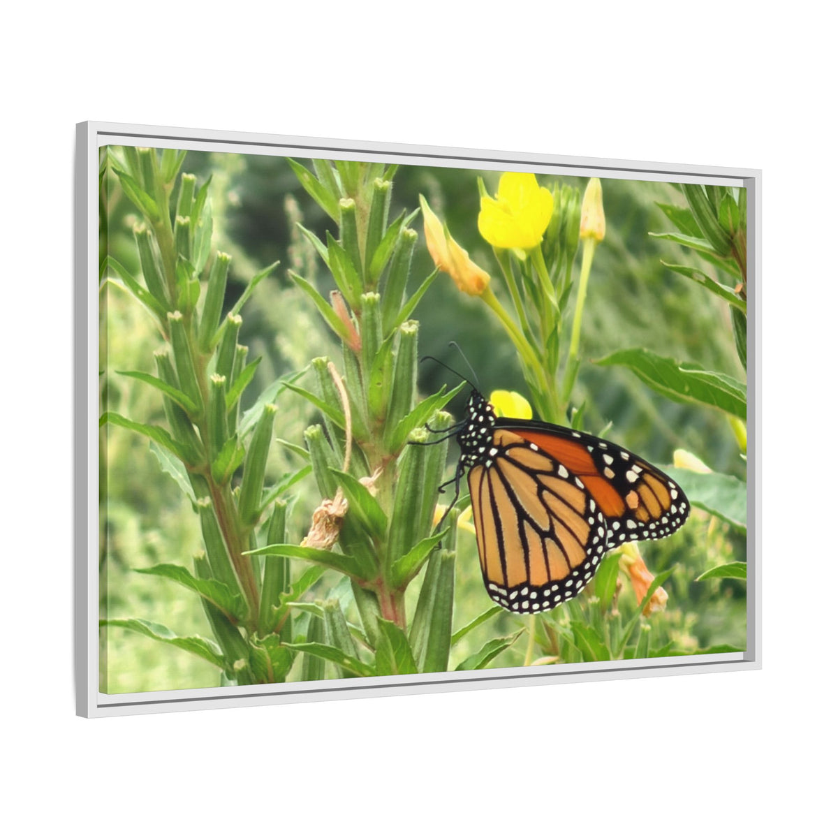 Monarch Butterfly on Wildflowers Canvas Framed Print (original photograph by Kind River Studio)