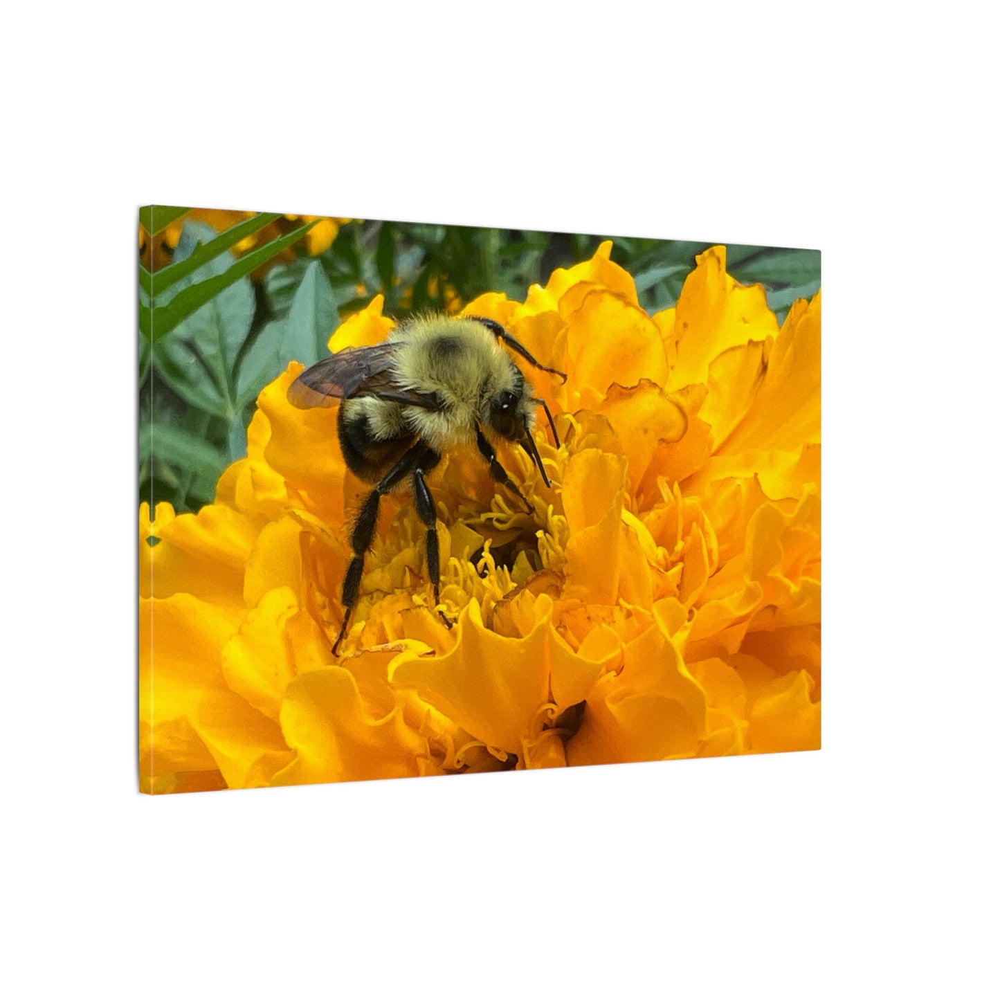 Canvas Print - Bee on Marigold MA (original photograph by Kind River Studio)
