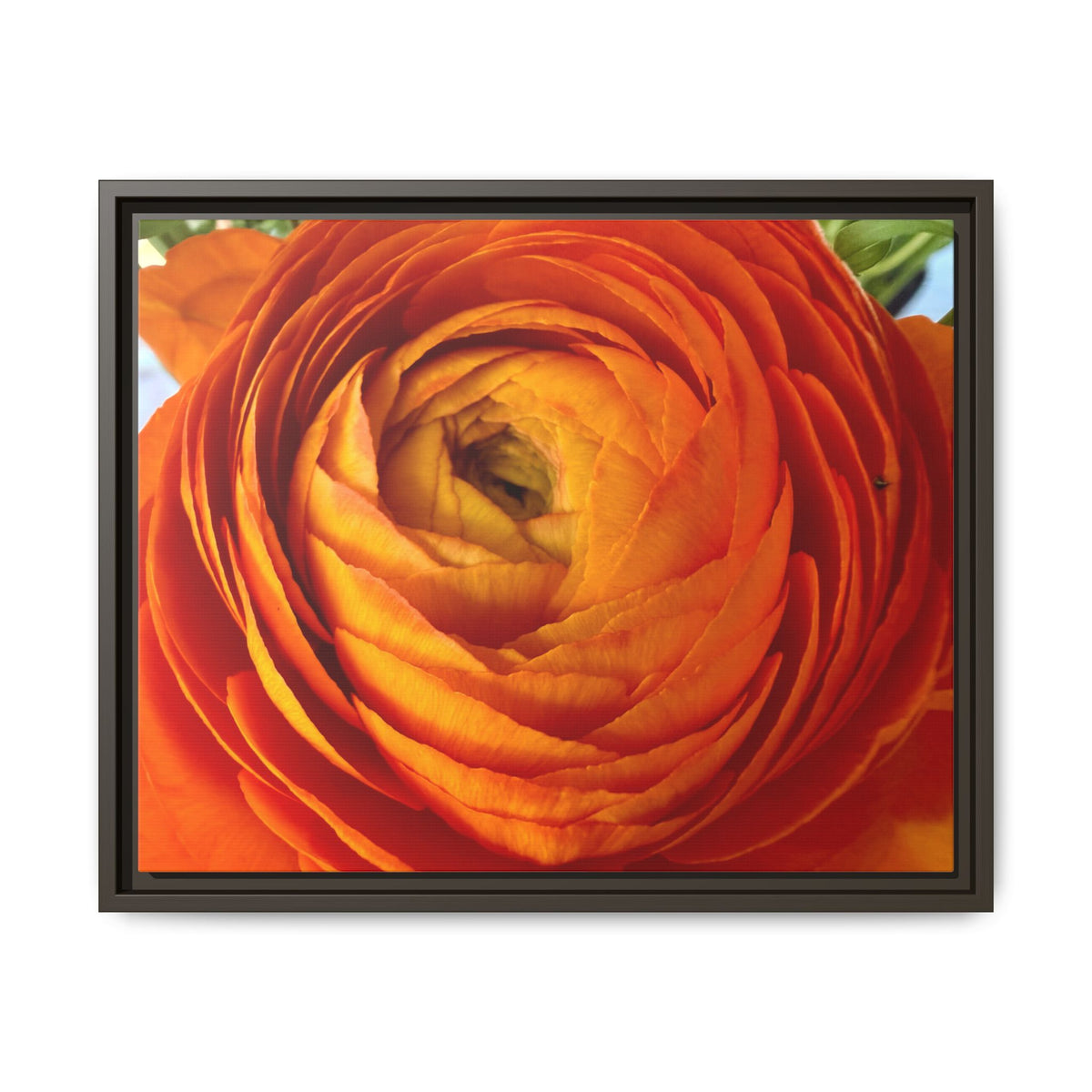 Orange Ranunculus Canvas Framed Print (original photograph by Kind River Studio)