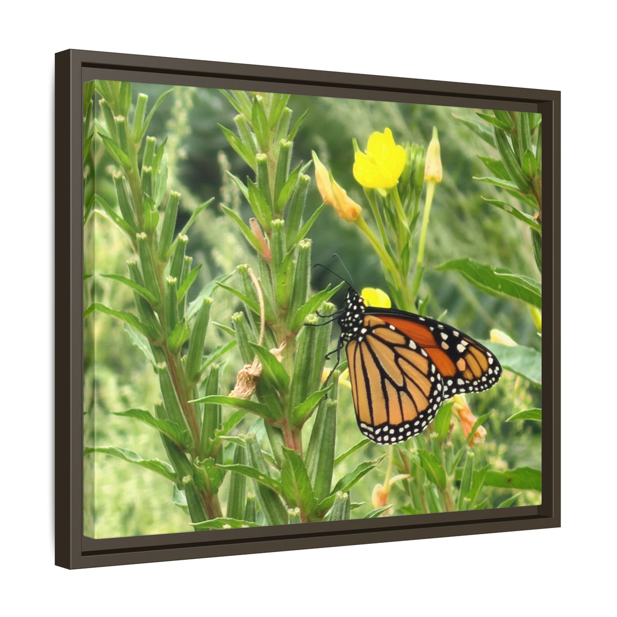 Monarch Butterfly on Wildflowers Canvas Framed Print (original photograph by Kind River Studio)