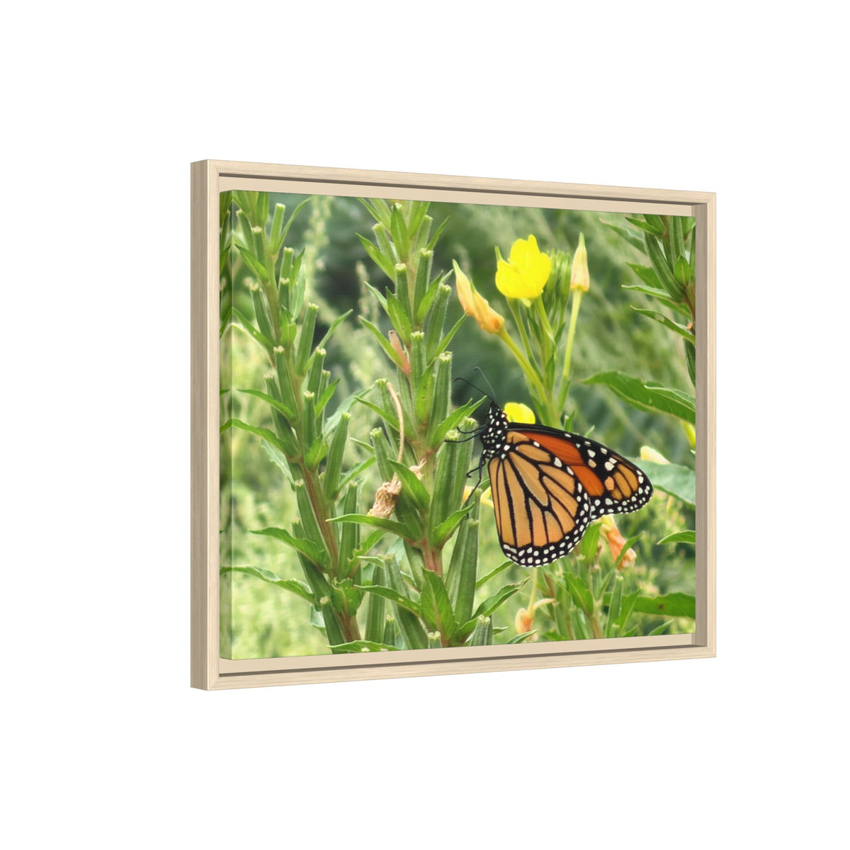 Monarch Butterfly on Wildflowers Canvas Framed Print (original photograph by Kind River Studio)
