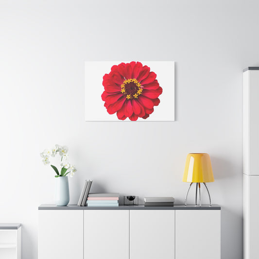 Canvas Print - One Red Zinnia (original photograph by Kind River Studio)