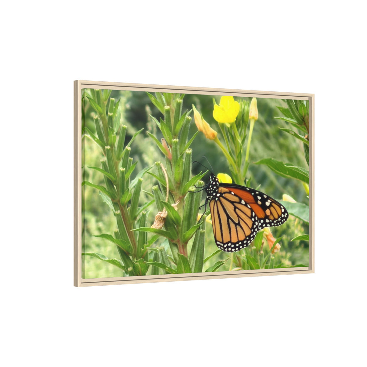 Monarch Butterfly on Wildflowers Canvas Framed Print (original photograph by Kind River Studio)