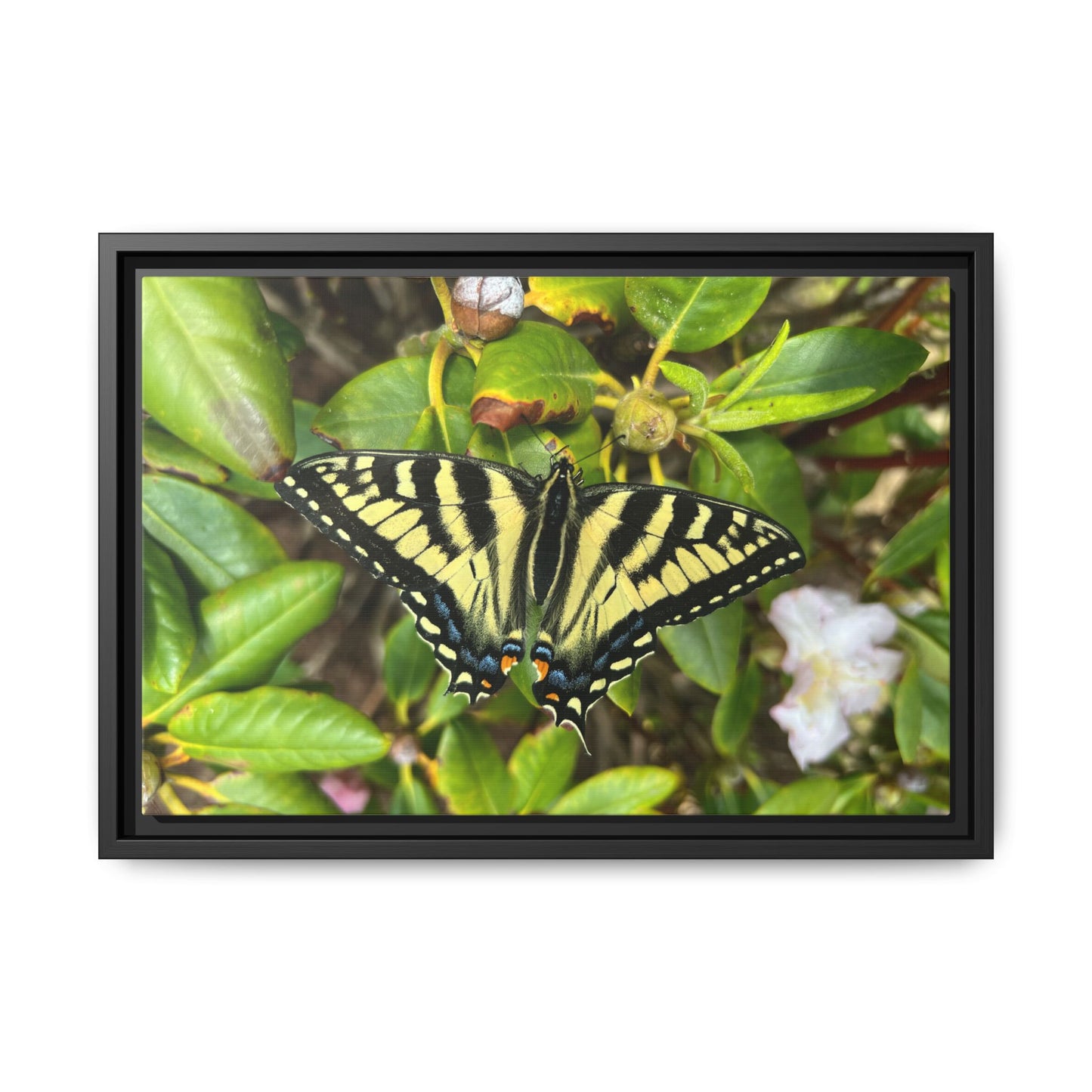 Canvas Print in Frame - Eastern Tiger Swallowtail Butterfly on Rhodie (original photograph by Kind River Studio)