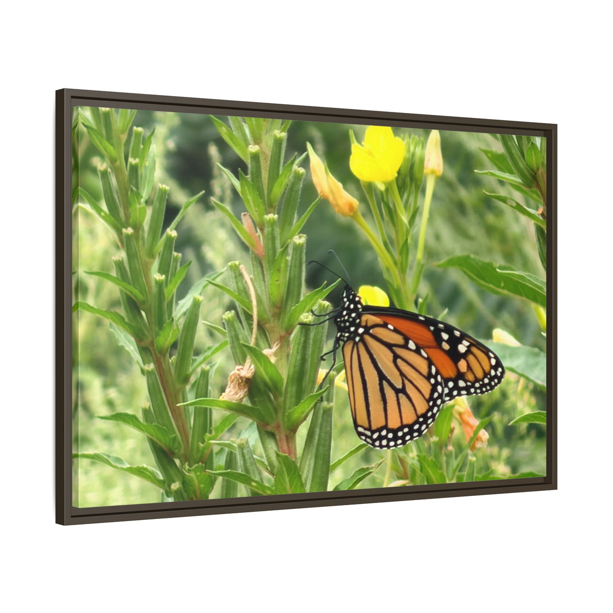Monarch Butterfly on Wildflowers Canvas Framed Print (original photograph by Kind River Studio)