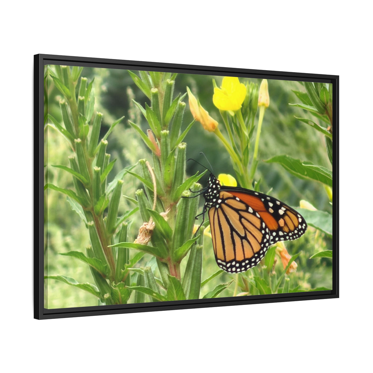 Monarch Butterfly on Wildflowers Canvas Framed Print (original photograph by Kind River Studio)