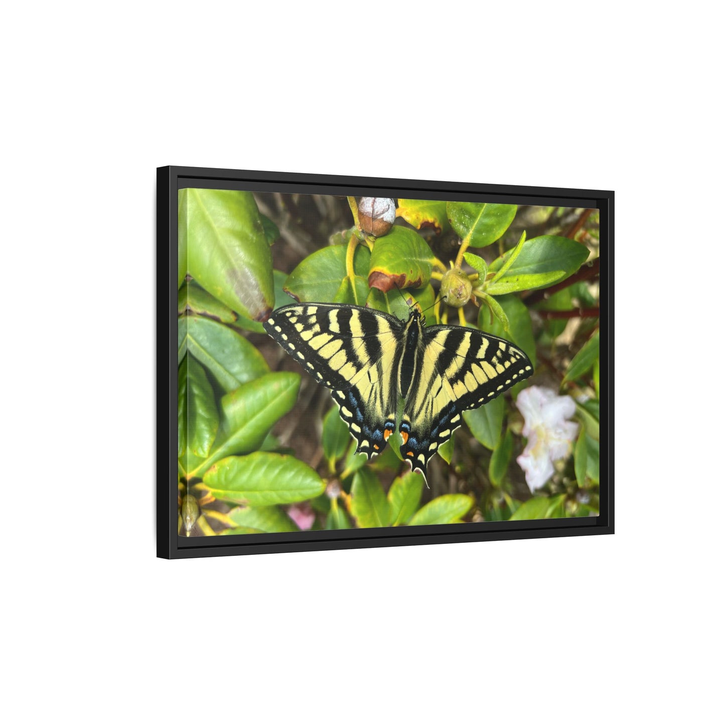 Canvas Print in Frame - Eastern Tiger Swallowtail Butterfly on Rhodie (original photograph by Kind River Studio)