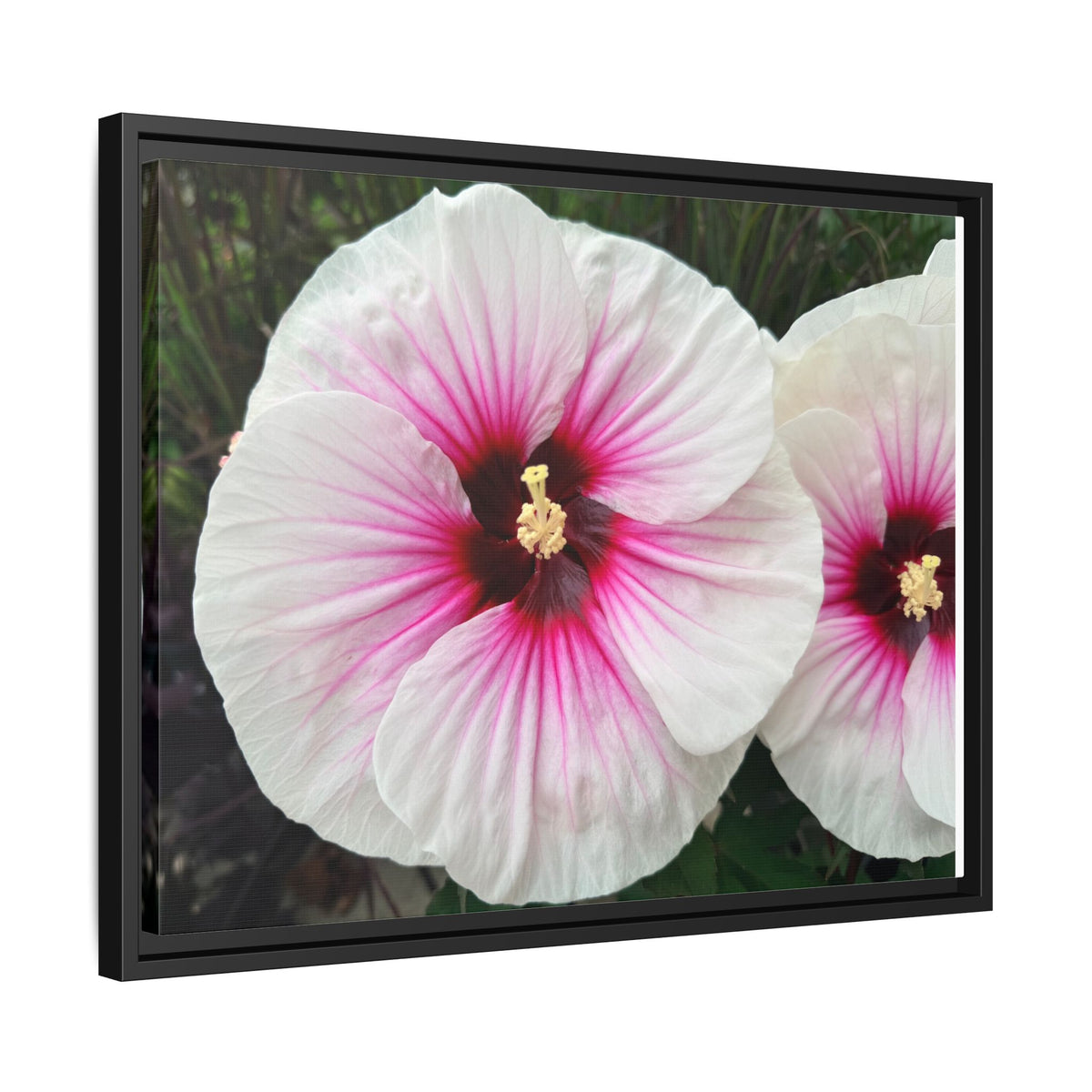 White Hibiscus Canvas Framed Print (original photograph by Kind River Studio)