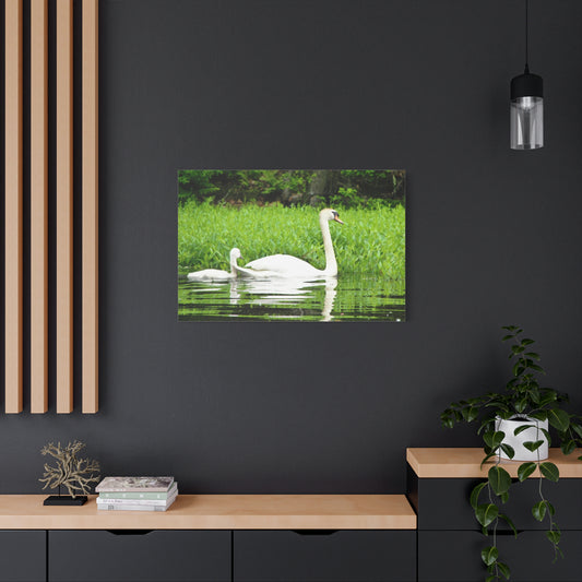Canvas Print - White Swans (original photograph by Kind River Studio)